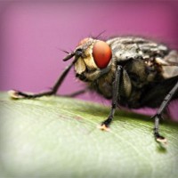 /album/thracunotun/photolia-a08-jpg/